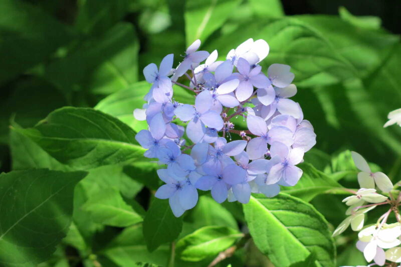 牧野植物園