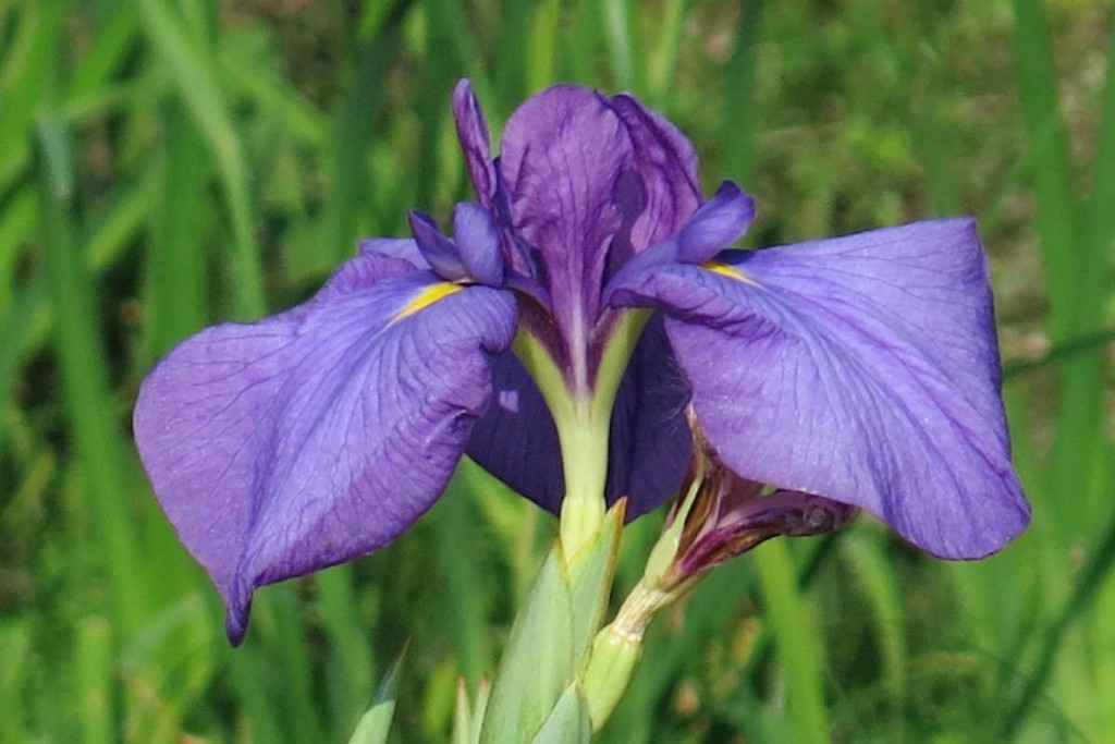 花菖蒲