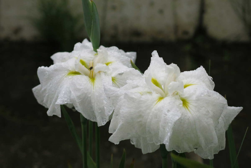 花しょうぶ