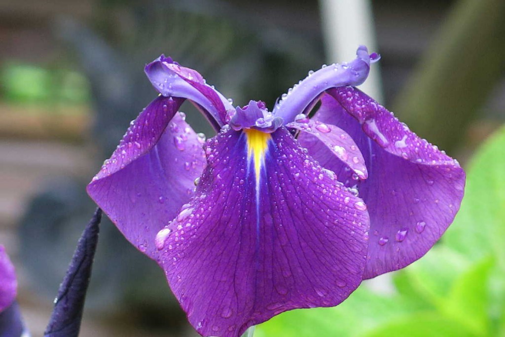 花しょうぶ