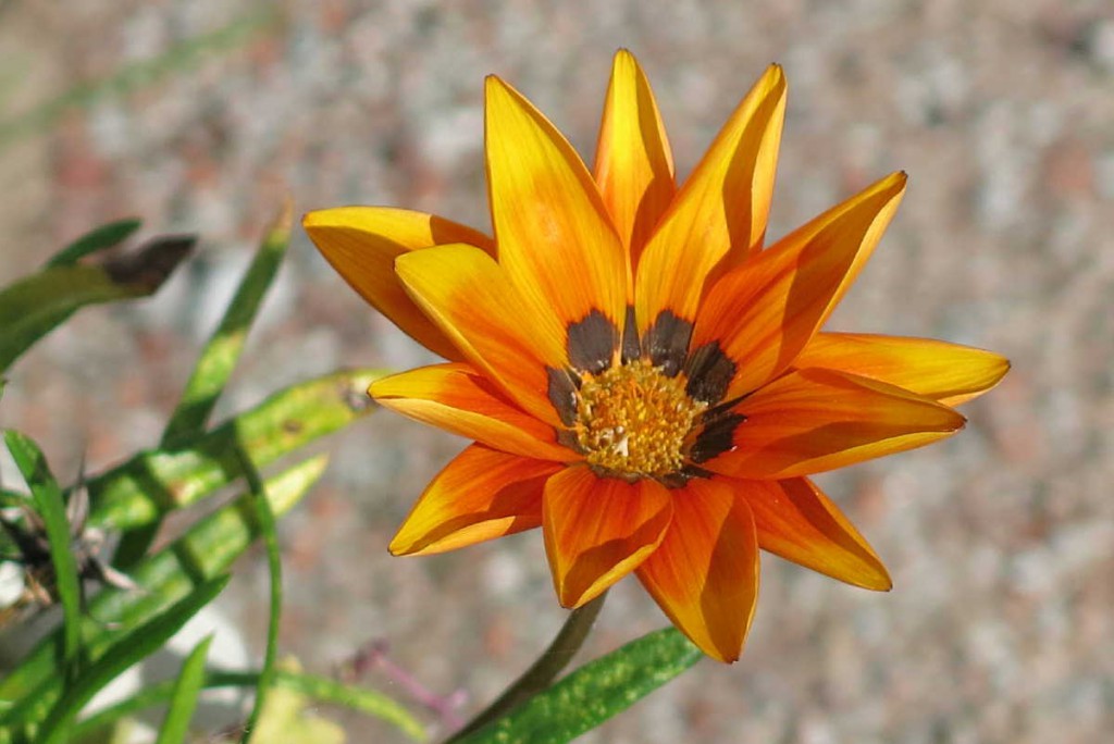 八ヶ岳サービスエリア